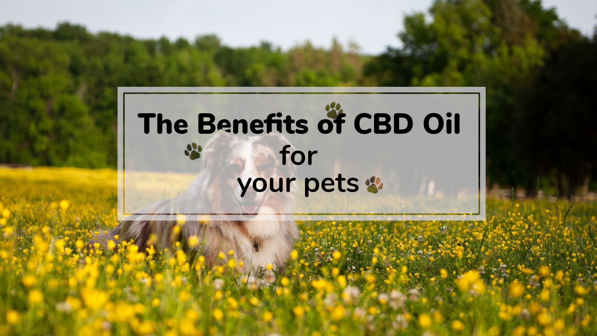 The Benefits Of CBD Oil For Your Pets - The Weed Corner